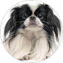 Mars Sato profile picture